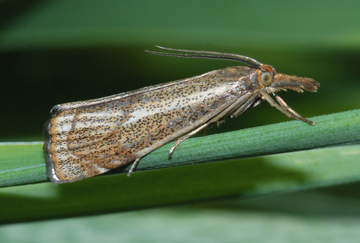 Crambidae: Thisanotia chrysonuchella